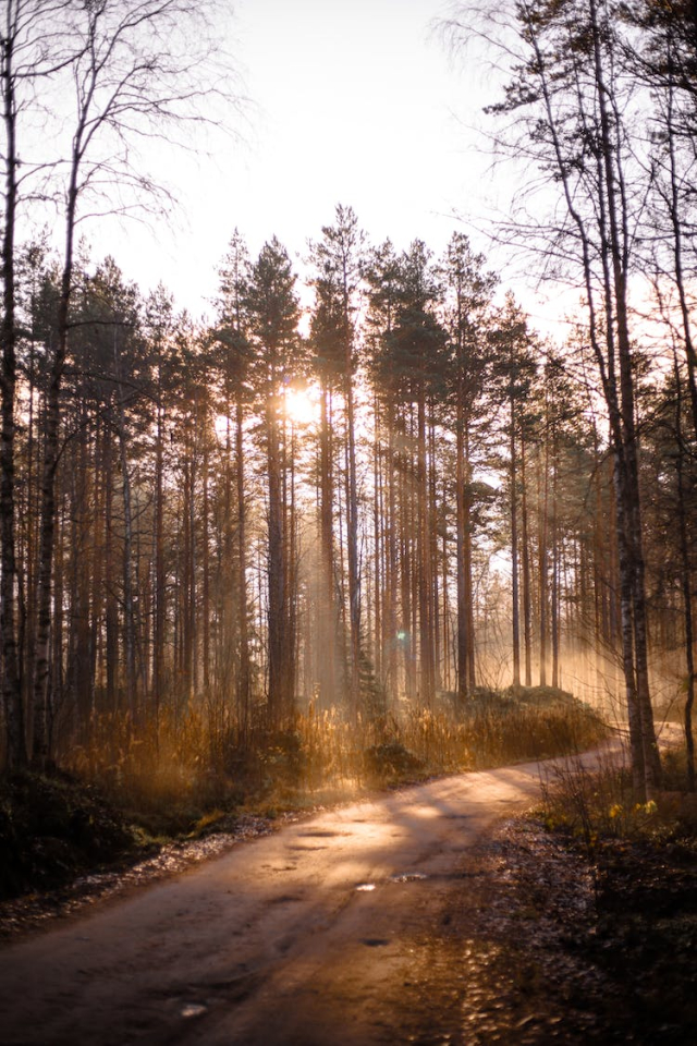 Trees on Brown Dirt Road