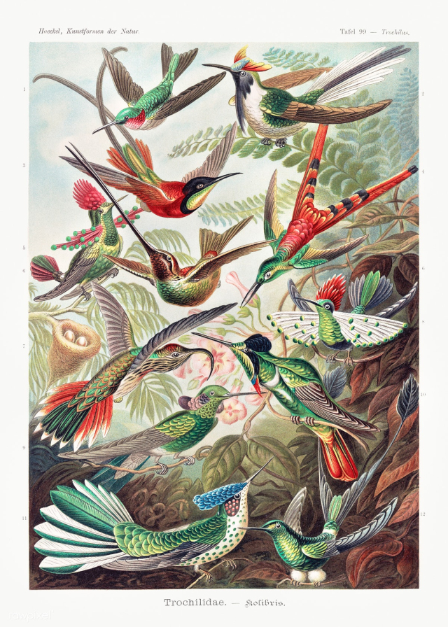 Trochilidae–Kolibris from Kunstformen der Natur (1904) by Ernst .. | Free public domain illustration - 2268484