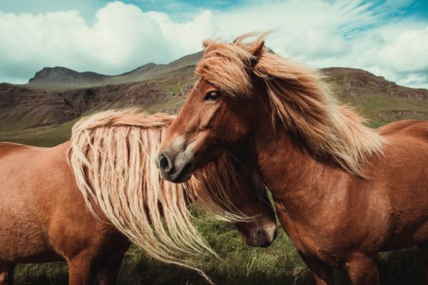 two horses in wilderness