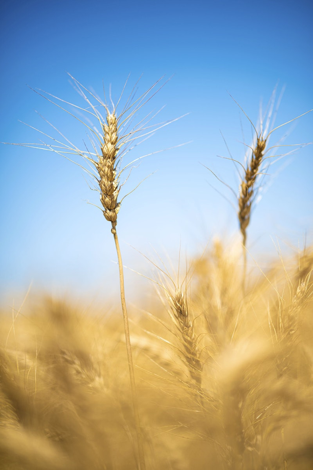 U.S. Department of Agriculture Market | Free Photo - rawpixel