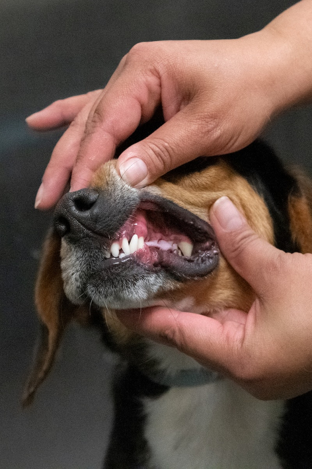 U.S. Department of Agriculture (USDA) | Free Photo - rawpixel