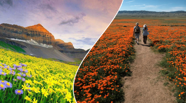 Uttarakhand Flower Valley