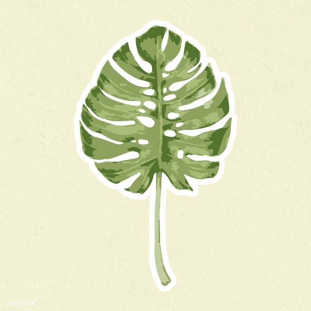 Vectorize monstera leaf sticker with white border | Free vector - 2345774