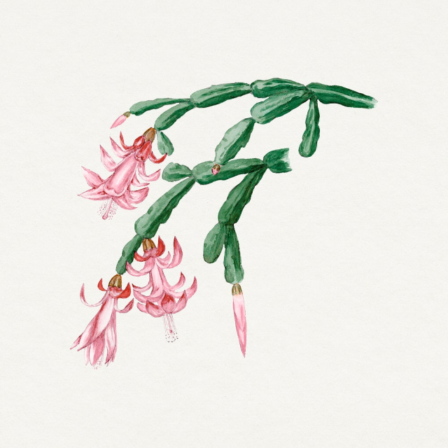 Vintage cactus drawing, classic floral | Free Photo Illustration - rawpixel