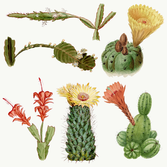 Vintage cactus flower drawing vector | Free Vector Illustration - rawpixel