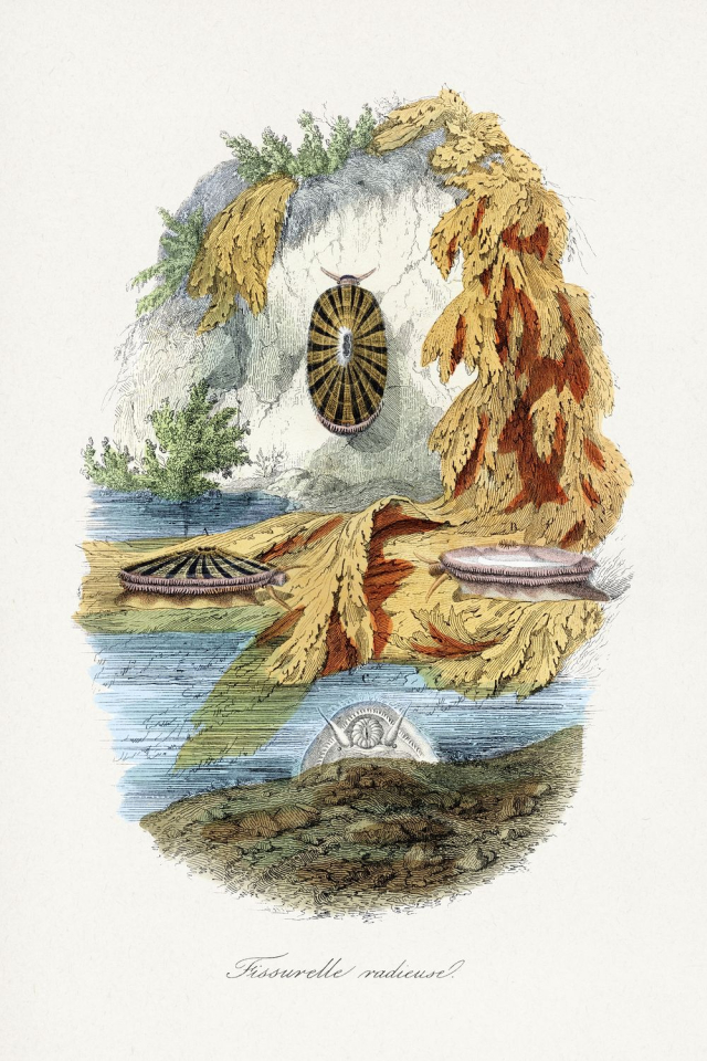 Volcano limpet snail painting by Paul | Free Photo Illustration - rawpixel