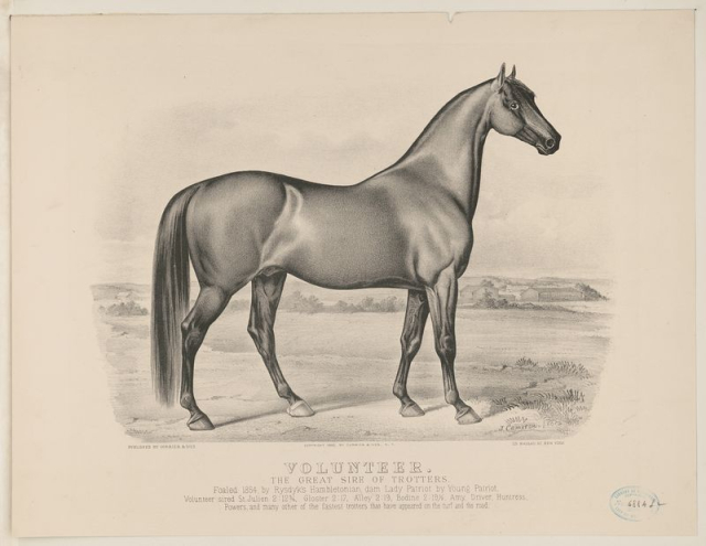 Volunteer: the great sire of trotters | Free Photo - rawpixel