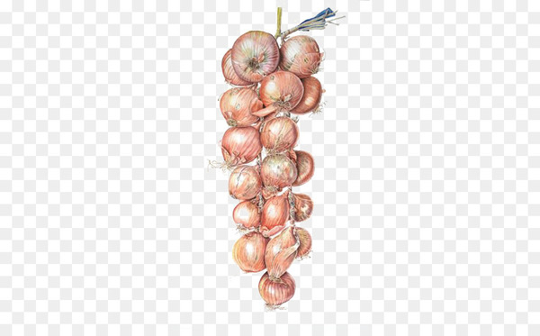 Watercolor painting Onion Illustration - Watercolor onion