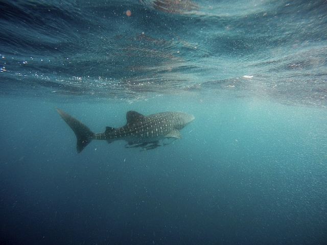 Whale shark. Original public domain | Free Photo - rawpixel