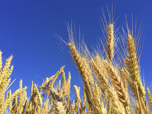 Wheat closeup. Original public domain | Free Photo - rawpixel
