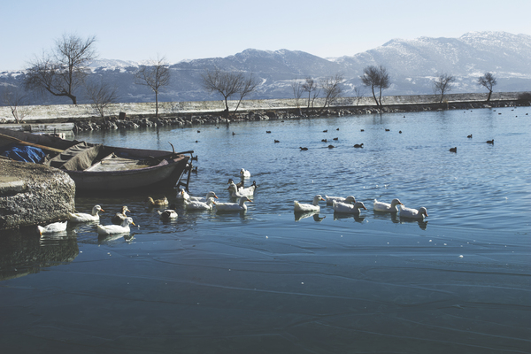 White Ducks