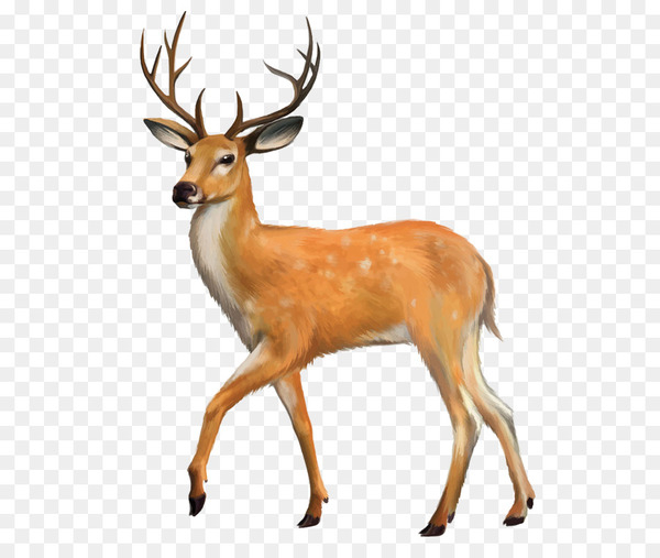 White-tailed deer Red deer Clip art - Deer