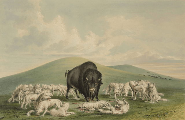 White Wolves Attacking a Buffalo | Free Photo - rawpixel