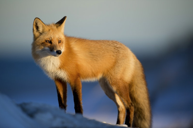 Wild red fox watches prey | Free Photo - rawpixel