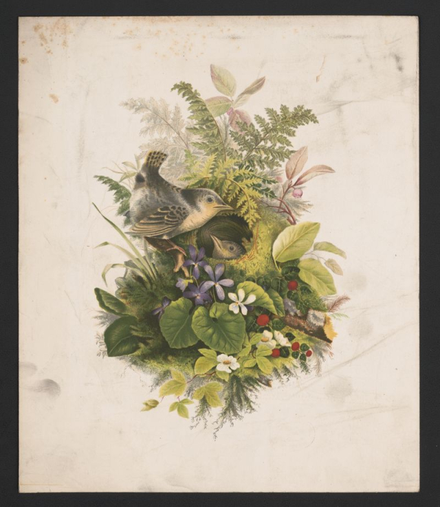Wren's nest and ferns (1874) | Free Photo - rawpixel