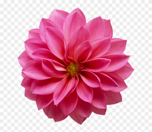 Yanıtla - Big Flower Png